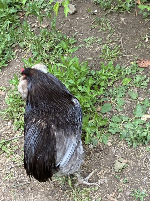 Vand cocos araucana albastru