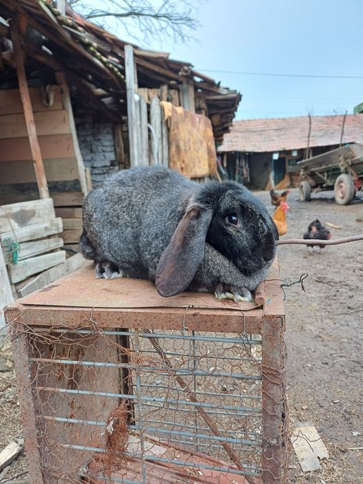 Iepuri de vânzare  rasă   berbec și  uriaș german