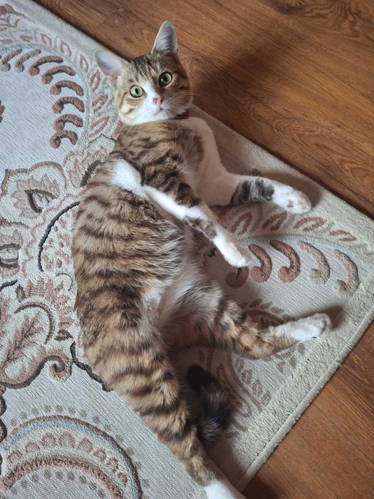 Пропал кот в наурызбайском районе