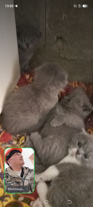 Продаются котята