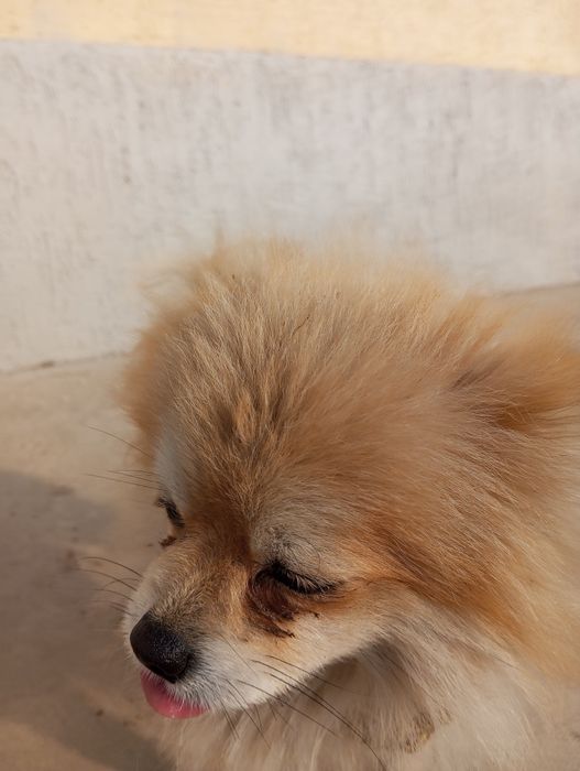 Шпиц продается 35000