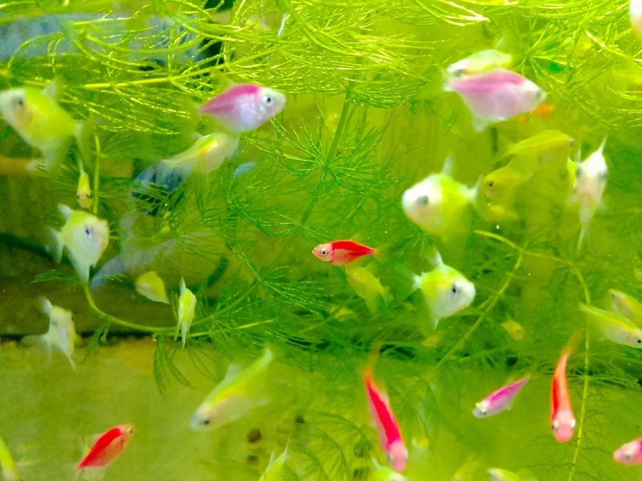 Продам тернеции.