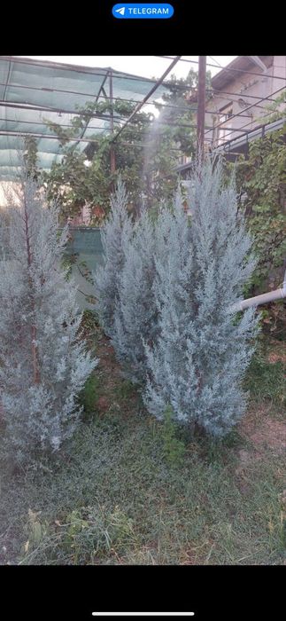 Аризонский кипарис