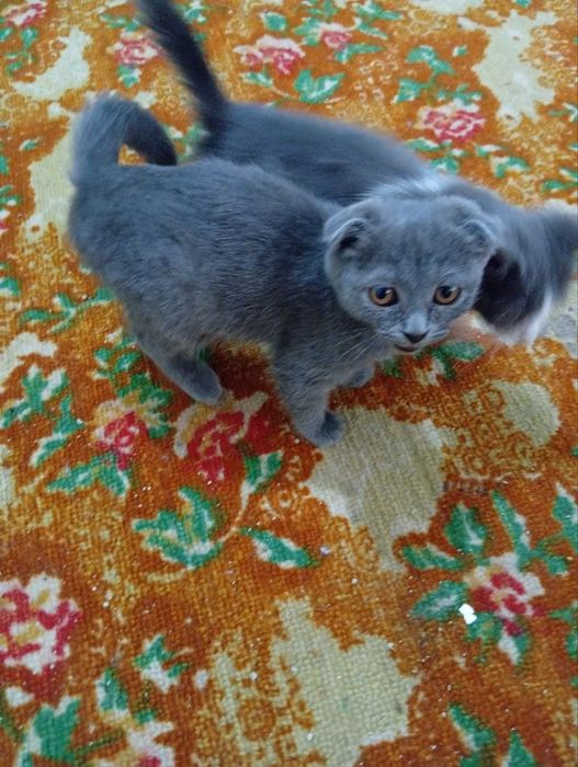 britaski mushuklar sotiladi 3 oylik