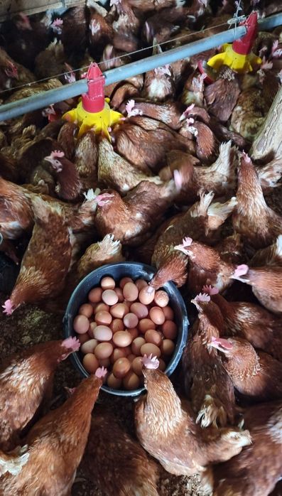 Găini ouătoare tinere de rasă