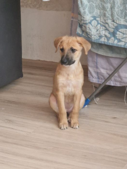 отдам щенят в хорошие руки