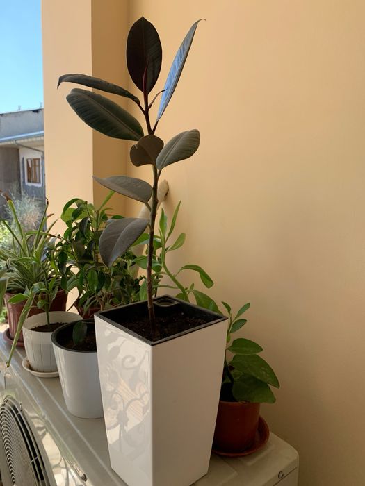 Фикусы разных сортов