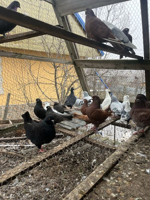 Porumbei diferite rase