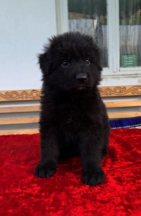 Щенки немецкой овчарки чёрного окраса длинношерстные