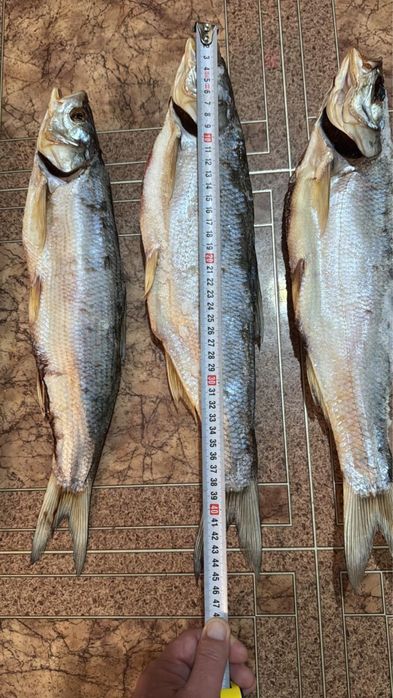 Продаю жерех 5000 тенге