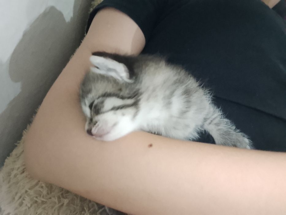отдам котята в добрые руки