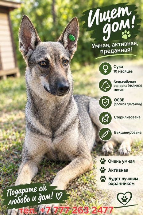 Бельгийская овчарка ищет дом