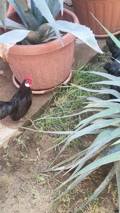 Yapon Beltanka tuxumlari