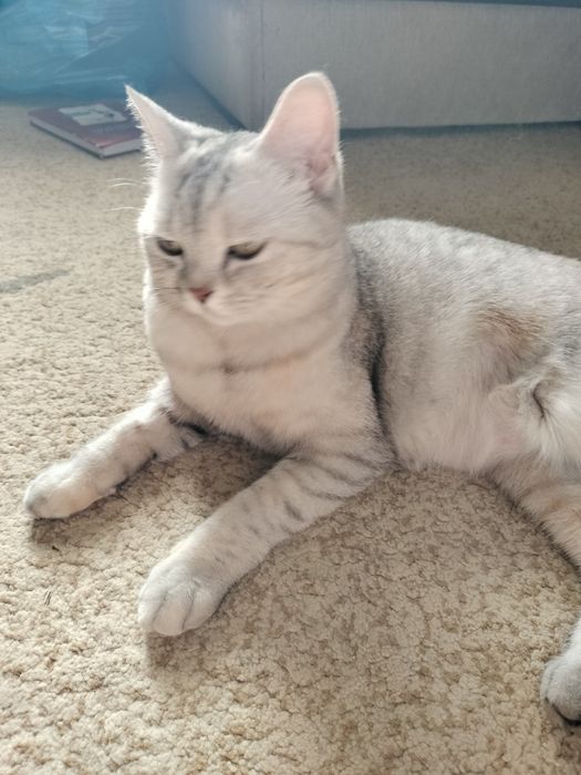 Шотландская кошка