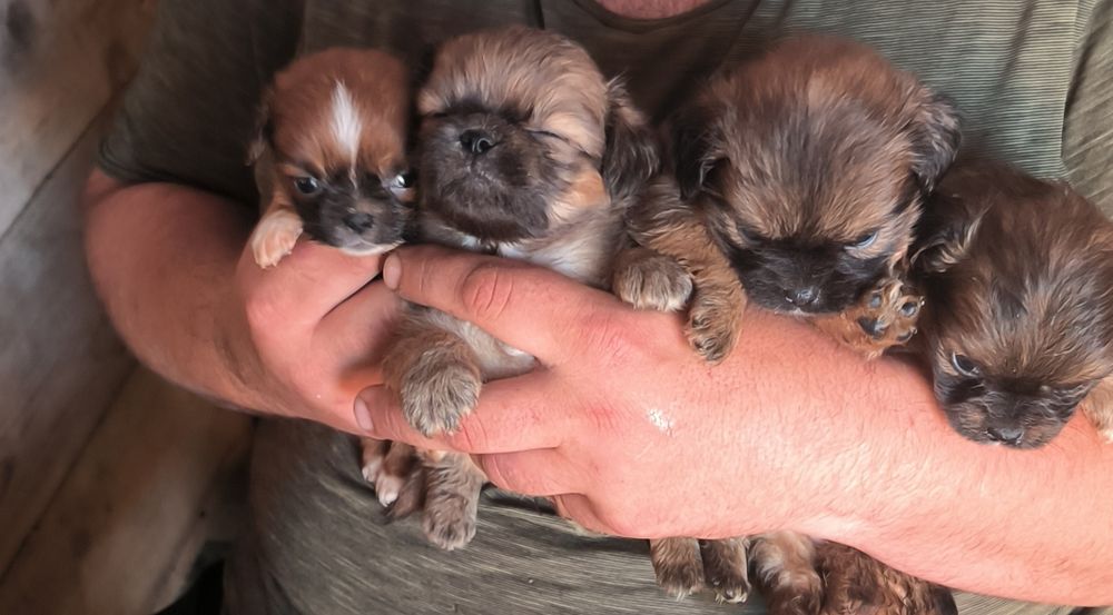 : Dau spre adopție căței metiși de pechinez!