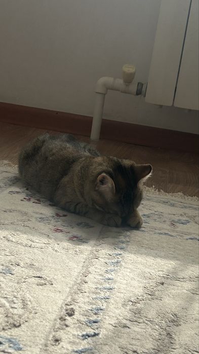 Отдам кота в добрые руки