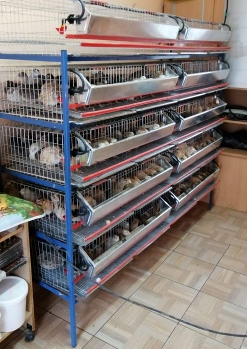 Vând ouă prepeliță