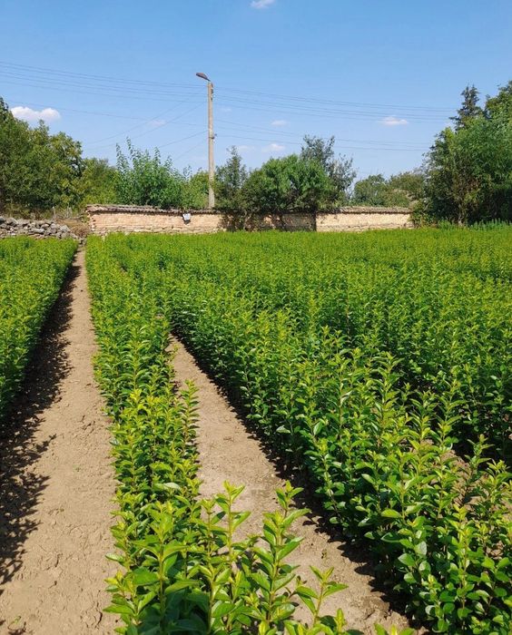 Лигуструм  корен вечно зелен 40-60см.