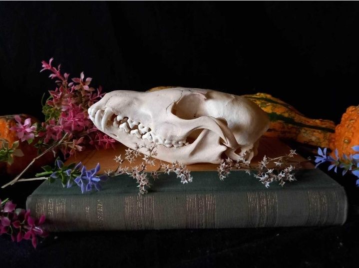 Trofeu,trofee,craniu,craniu de vulpe