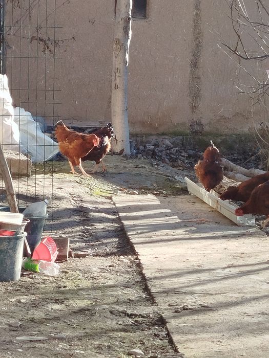 Xanxayap xoʻrozlari