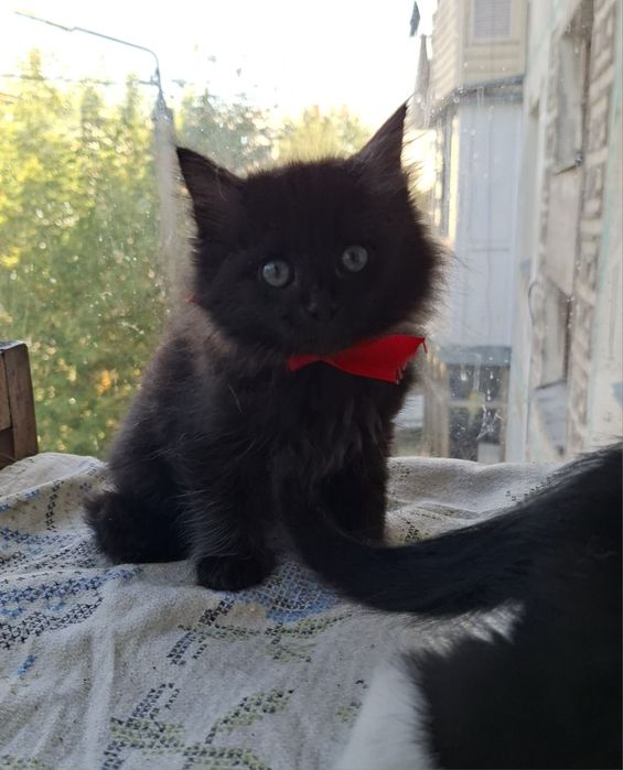 Маленький Степка ищет семью