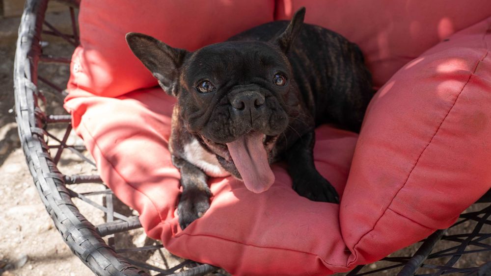 Bulldog Francez, 1 an, baiat si fata