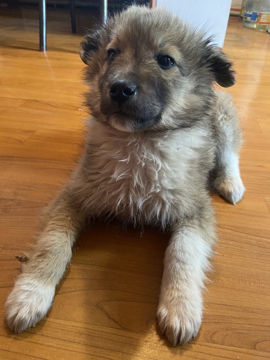 Оттадим в доьрые руки !