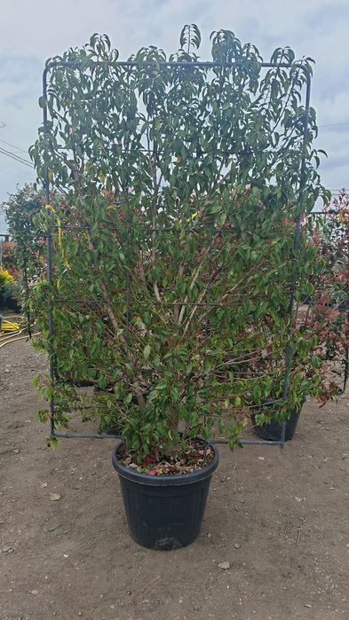 Spalier suport metalic photinia plante terase gard viu