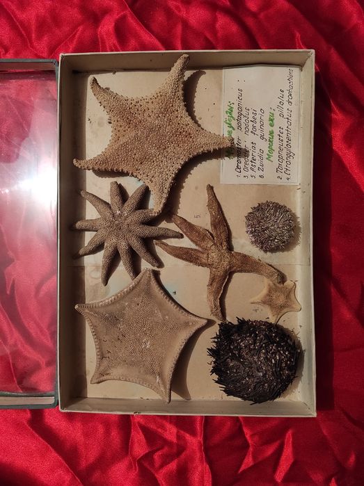 Ретро коллекция морских звёзд и морских ежей.