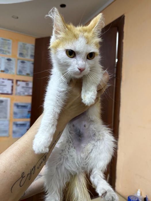 Пристраивается котёнок