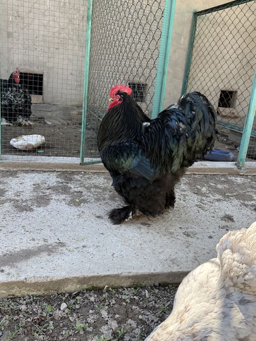 Кохинхин петух черный