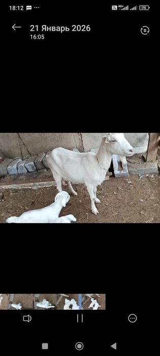 Сүтті ешкі лақтары