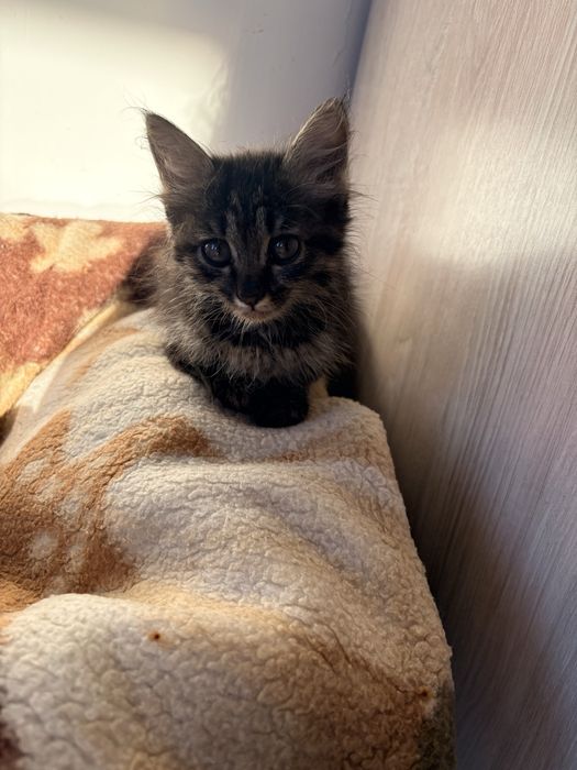 Котята Мысыктар мысык