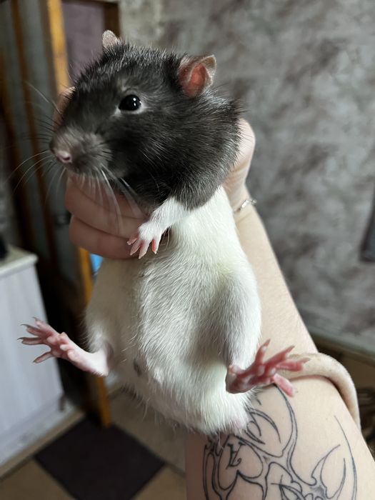 Отдам бесплатно!