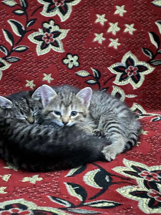 Котята игривые !