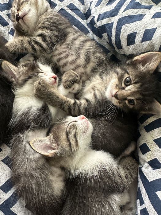 Котятки. Отдадим в хорошие руки