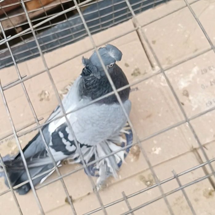 Голуби сизый самец