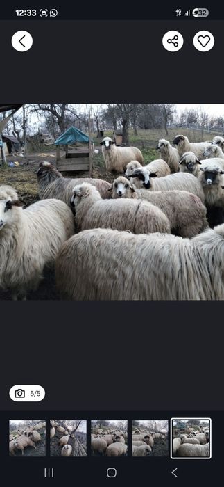 Vând miei 15 lei kg