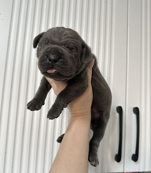 Щенки кане корсо