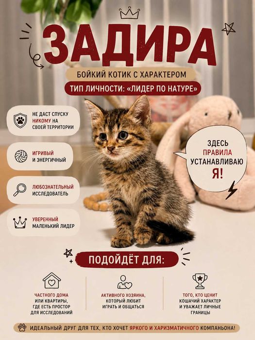 Котята 1.5 мес 4 штуки
