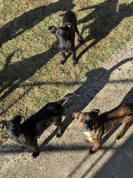 Осинови кученце