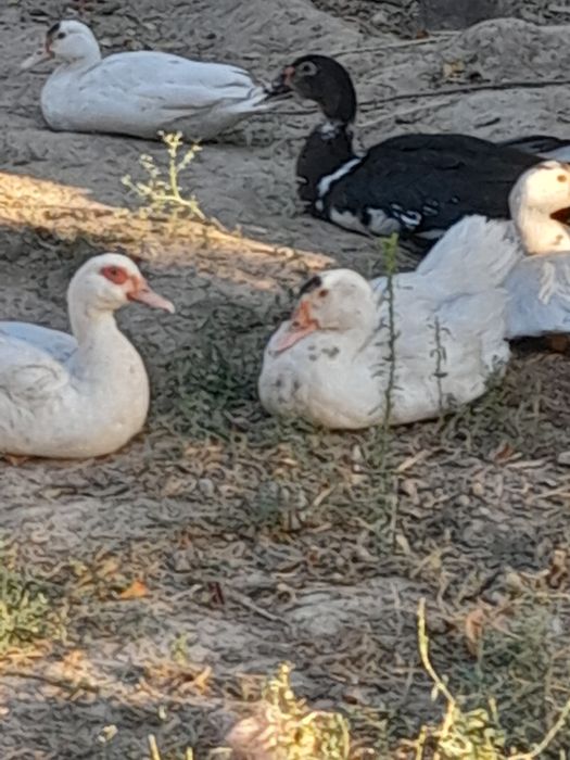 Продоца индеутка