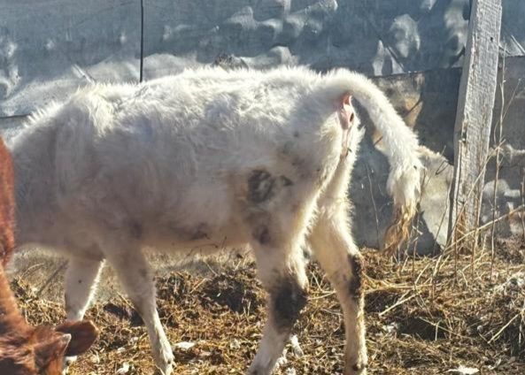 Ұрғашы баспақ сатылады