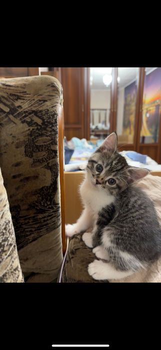 Котята скоттиш фолд