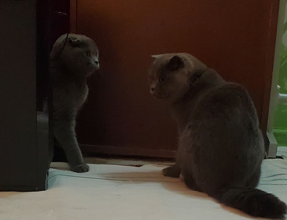 2 oylik juda quvnoq va chaqqon soğlom chista parodali mushuklar sotila