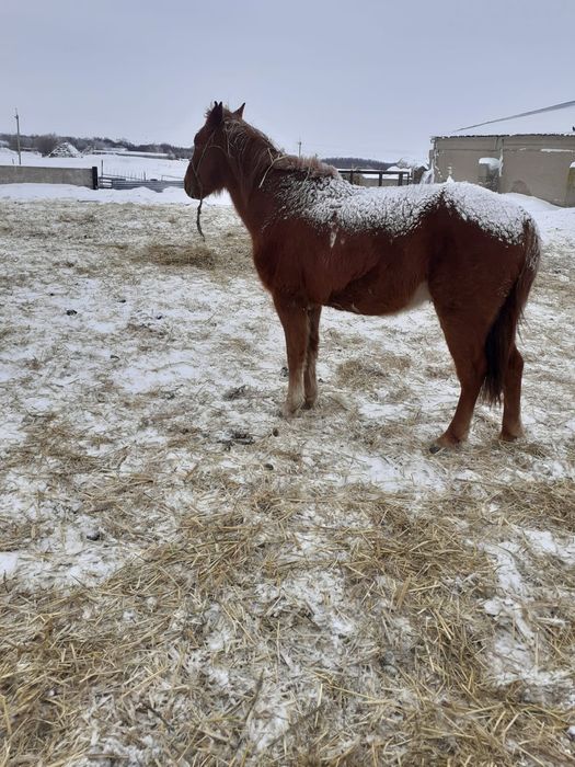 Продам лошадей 3 гол