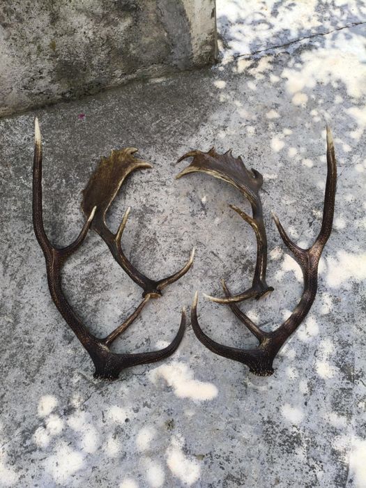 Еленски рога два чифта