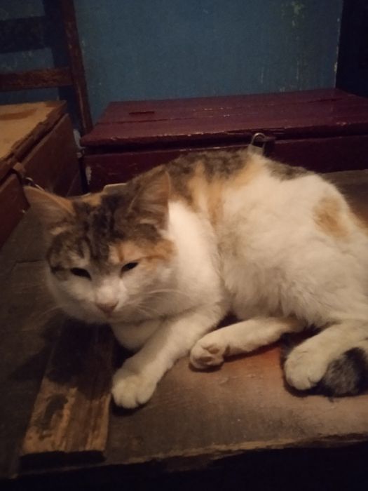 Котята котята котята