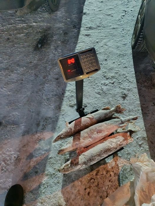 Продам щуку по 1000 тг