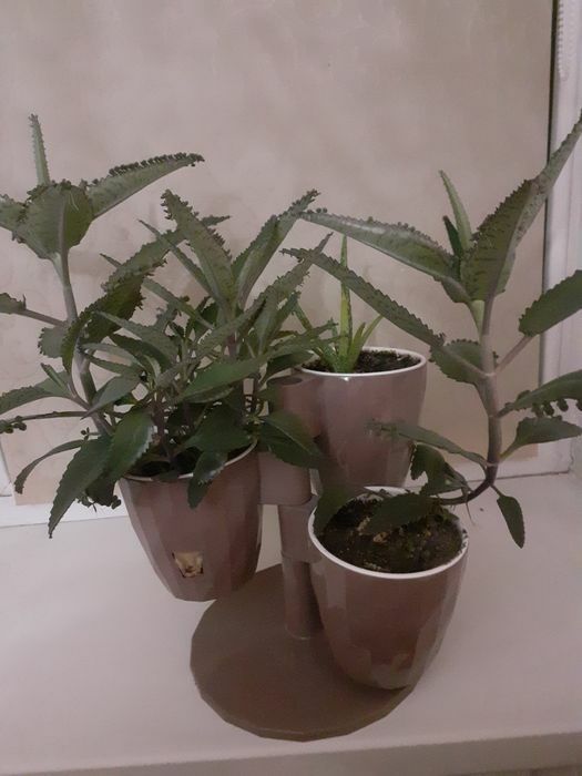 Денежное дерево, алоэ,каланхоэ.